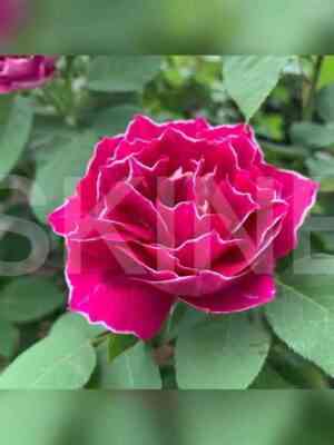 baron_zhiro_de_lejn1.jpg Барон Жиро де Лейн (Baron Girod de L’Ain)