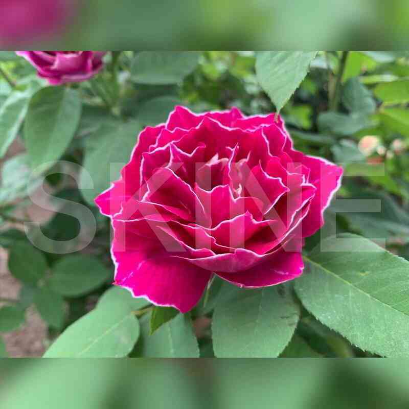 Барон Жиро де Лейн (Baron Girod de L’Ain)