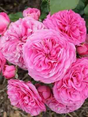 baronessa.jpg Баронесса (Baronesse)