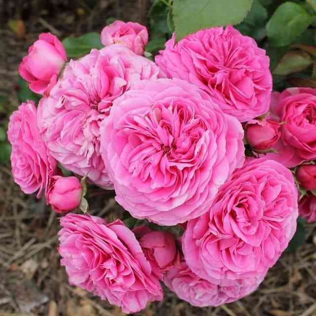 baronessa.jpg Баронесса (Baronesse)