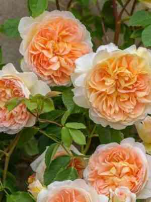 batsheba-bathsheba_optimized.jpg Батшеба (Bathsheba)