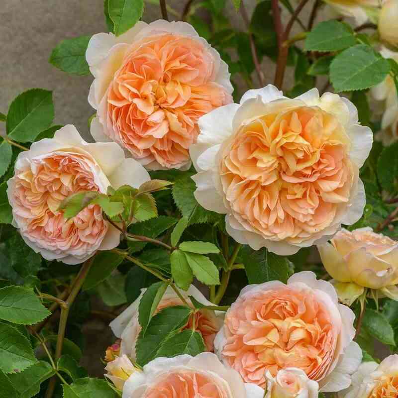 batsheba-bathsheba_optimized.jpg Батшеба (Bathsheba)