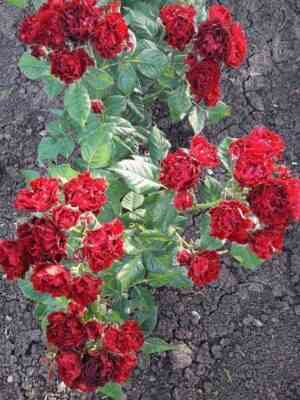 batterflyaj_sensejshen.jpg Баттерфляй Сенсейшен (Butterfly Sensation)