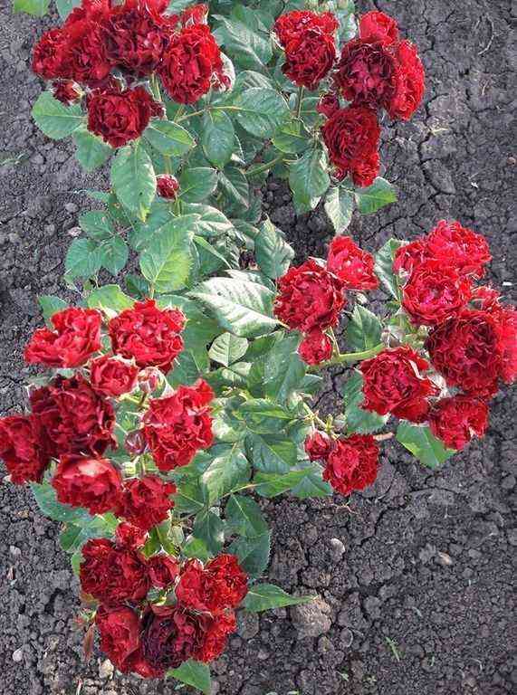 Баттерфляй Сенсейшен (Butterfly Sensation)