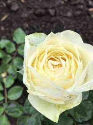 Буттеркап (Buttercup)