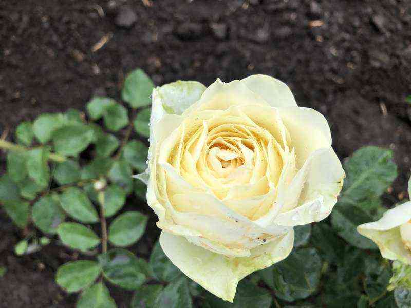 Буттеркап (Buttercup)