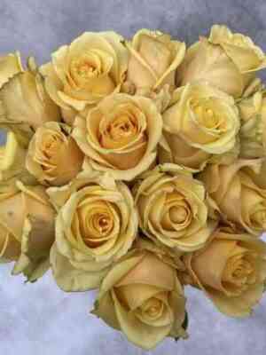 Баттерскотч (Butterscotch)