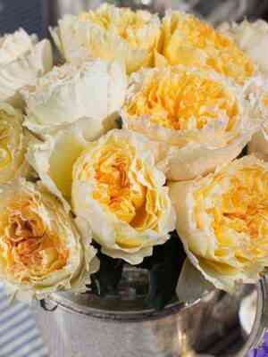 beatris.jpg Беатрис (Beatrice)