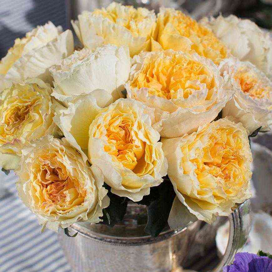 beatris.jpg Беатрис (Beatrice)