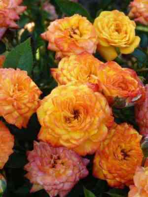 Беби Маскарад (Baby Masquerade)