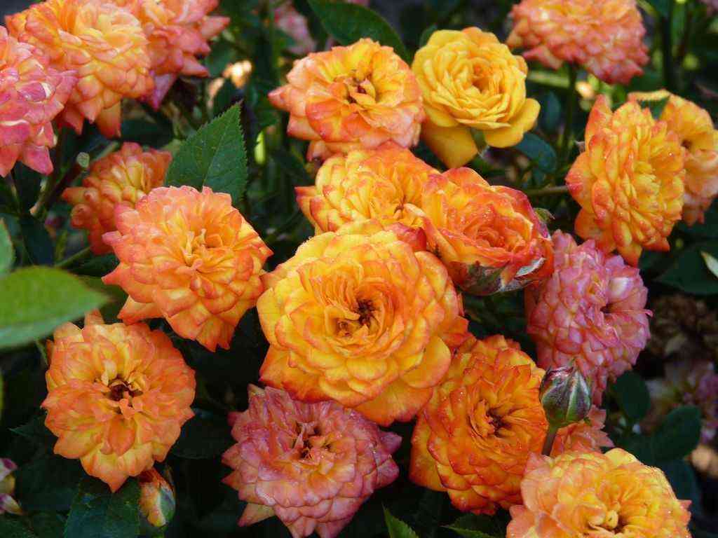 Беби Маскарад (Baby Masquerade)