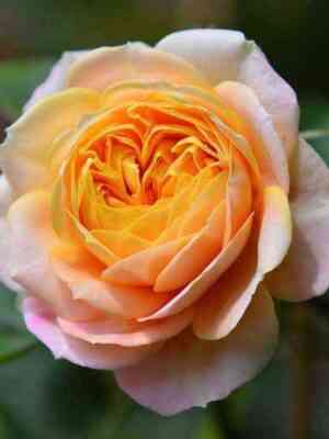 bebi_romantik_optimized.jpg Беби Романтика (Baby Romantica)