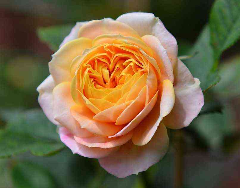 bebi_romantik_optimized.jpg Беби Романтика (Baby Romantica)