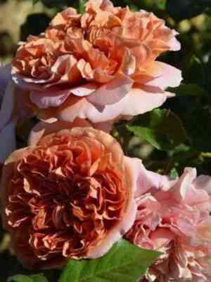 Бэль д`Анжу (Belle d`Anjou)