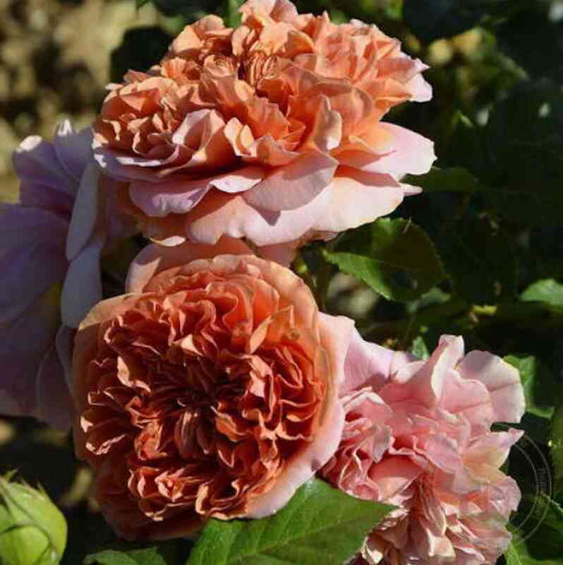 Бэль д`Анжу (Belle d`Anjou)