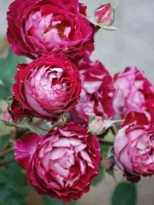 Бэль дэ Сегоза (Belle De Segosa)