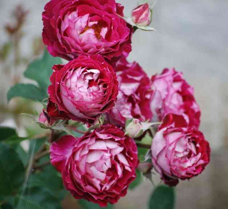 Бэль дэ Сегоза (Belle De Segosa)