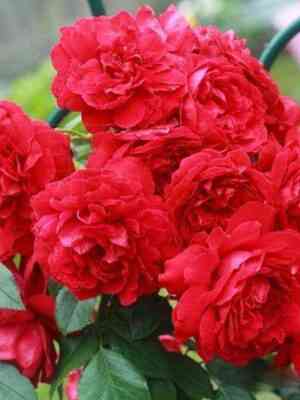 Бельканто (Belkanto)