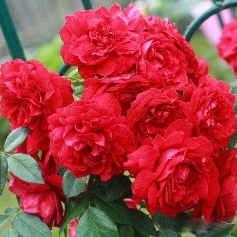 Бельканто (Belkanto)