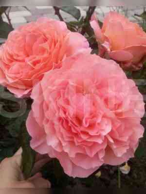 Бельведер (Belvedere)