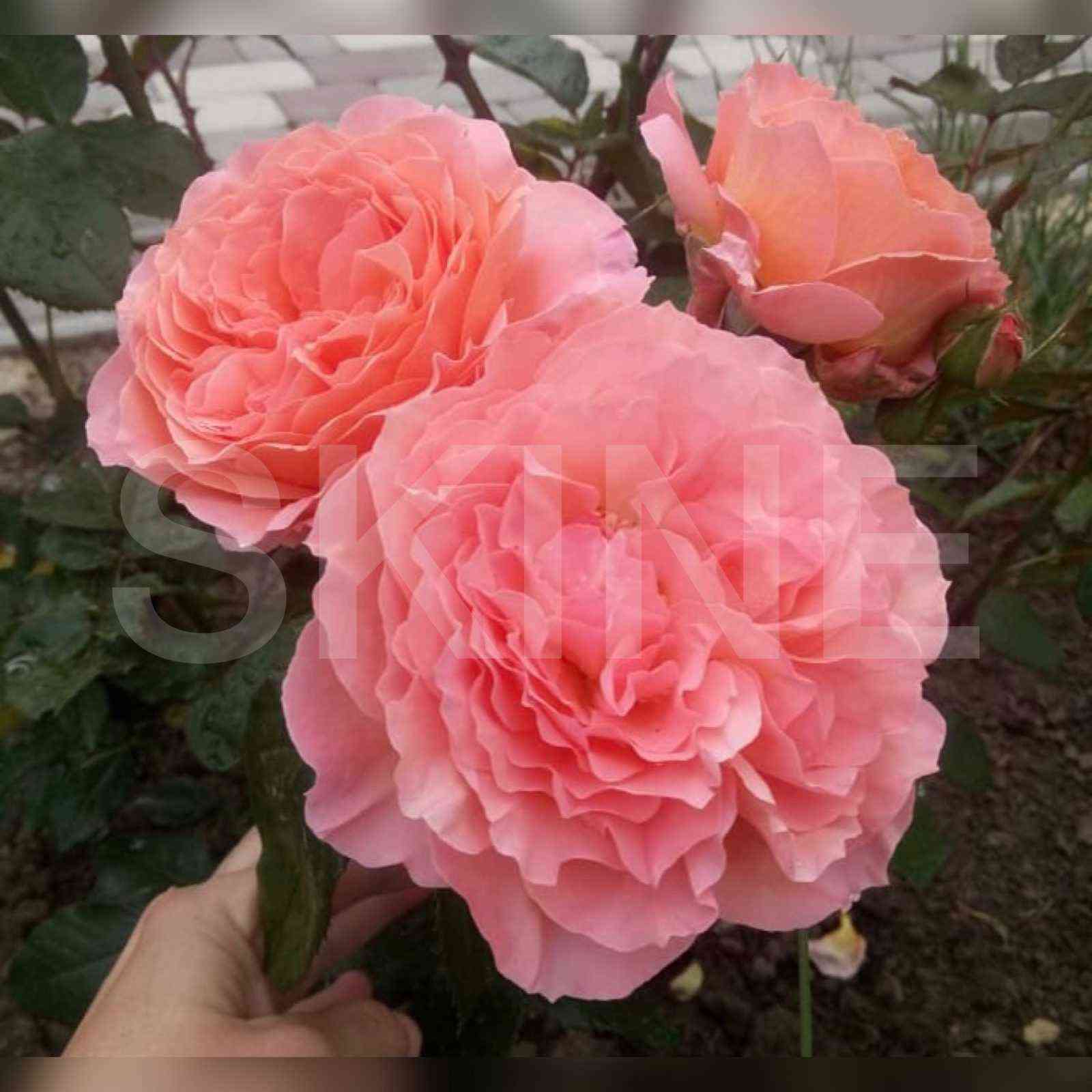 bel_veder.jpg Бельведер (Belvedere)