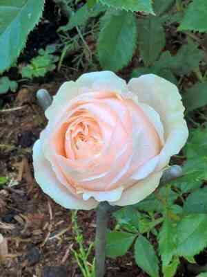 belami_kordana_belami_kordana.jpg Белами Кордана (Belami Kordana)