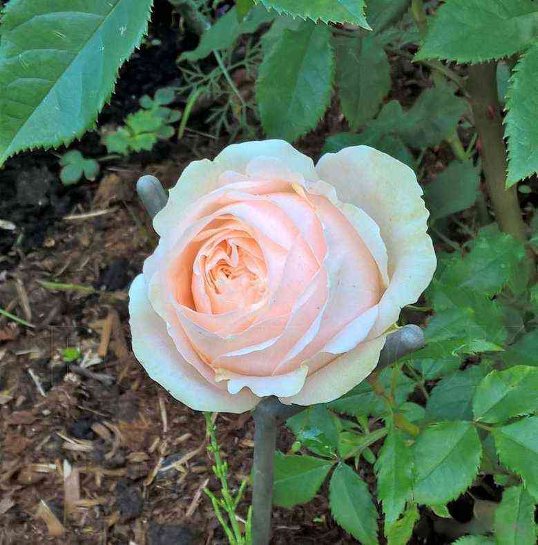 belami_kordana_belami_kordana.jpg Белами Кордана (Belami Kordana)