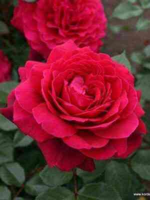 beliv.jpg Бельвью (Bellevue)