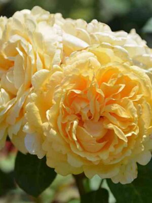 Белла ди Тоди (Bella Di Todi)