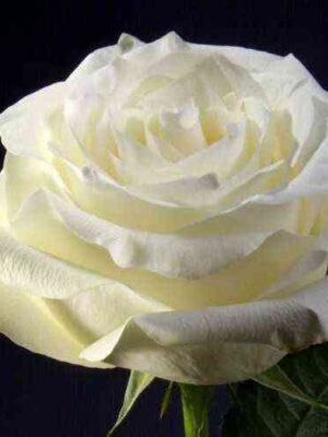 Белый шоколад (White chocolate)