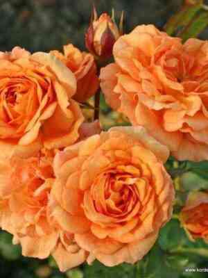 Бентхаймер Голд (Bentheimer Gold)