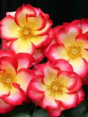 Бетти Буп (Betty Boop)