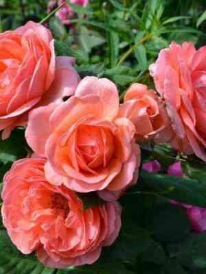 betti_harness.jpg Бетти Ханесс (Betty Harkness)