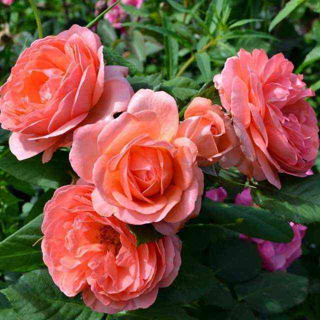 Бетти Ханесс (Betty Harkness)