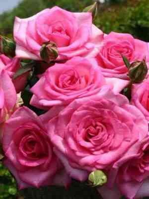 Беверли (Beverly)