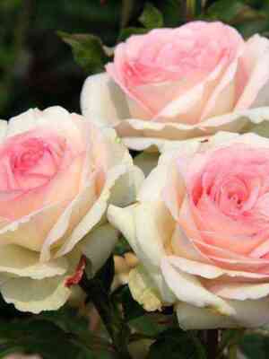 Бидермейер Гарден (Biedermeier Garden)