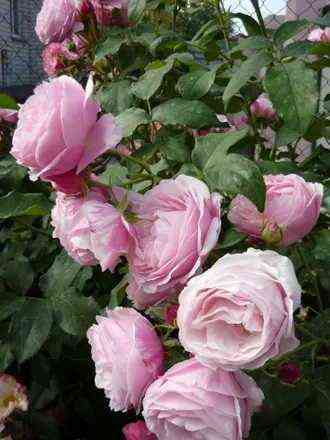 Бией Ду (Billet Doux)