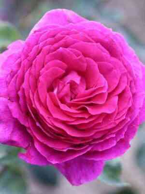 Биг Пурпл (Big Purple)