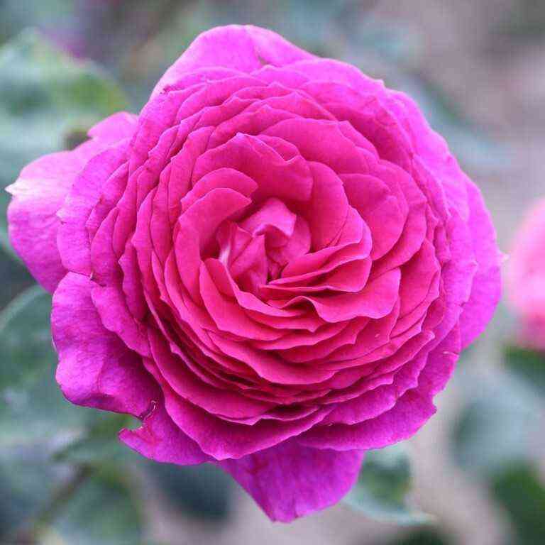 big_perpl.jpg Биг Пурпл (Big Purple)