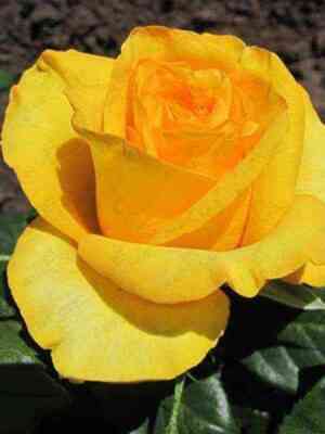 bikini.jpg Бикини (Bikini)