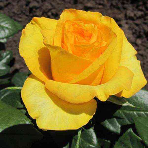 Бикини (Bikini)