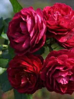 Бисантенэр де Гийо (Bicentenaire de Guillot)