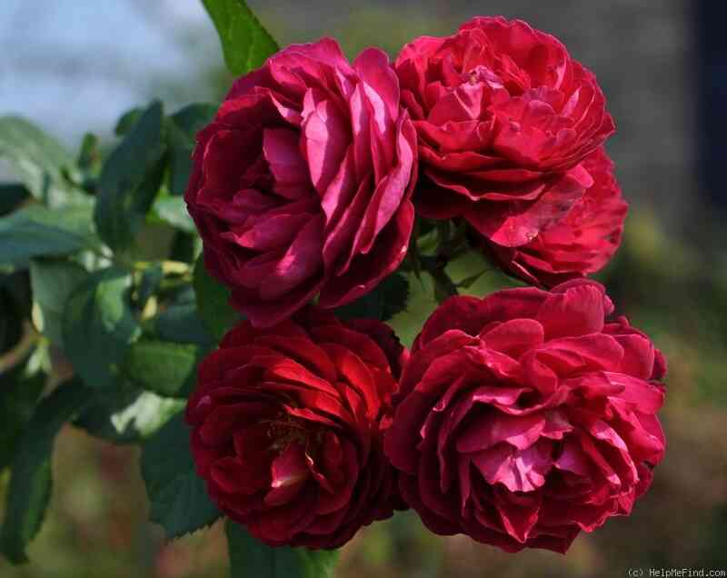 Бисантенэр де Гийо (Bicentenaire de Guillot)