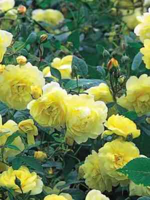 blajz-spirit.jpg Блайз Спирит (Blythe Spirit)