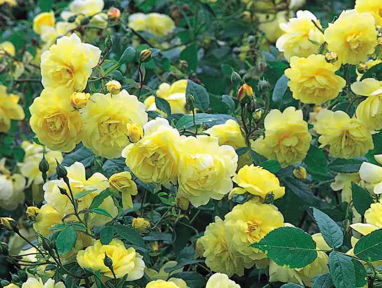 Блайз Спирит (Blythe Spirit)