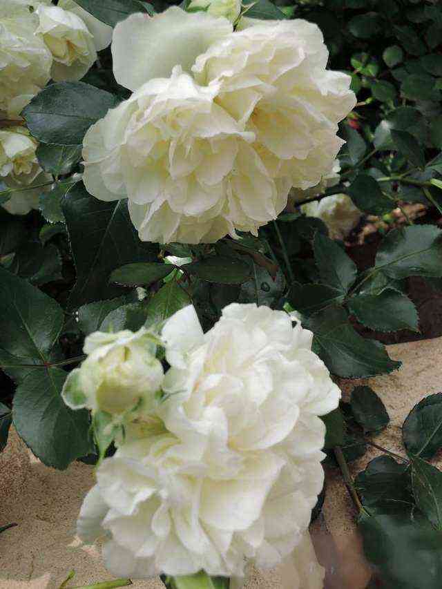 Бланк Мейяндекор (Blanc Meillandecor)