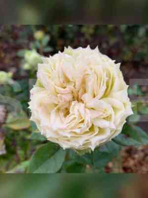 blanshet.jpg Бланшет (Blanchette)