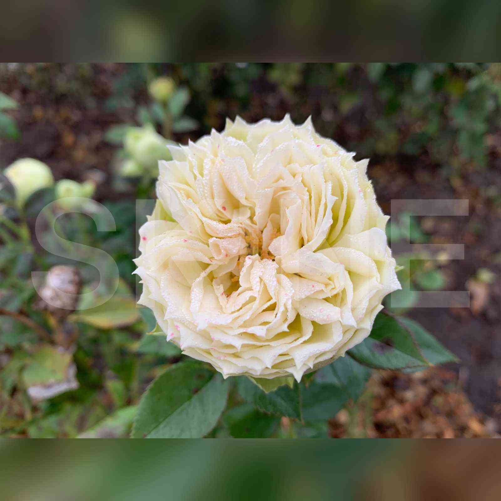 blanshet.jpg Бланшет (Blanchette)