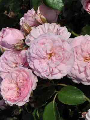 blash-vinterdzhevel.jpg Блаш Винтерджюел (Blush Winterjewel)