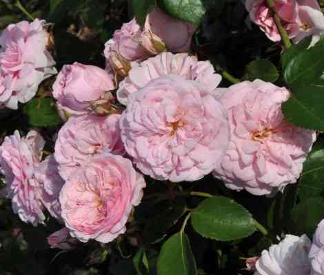 blash-vinterdzhevel.jpg Блаш Винтерджюел (Blush Winterjewel)